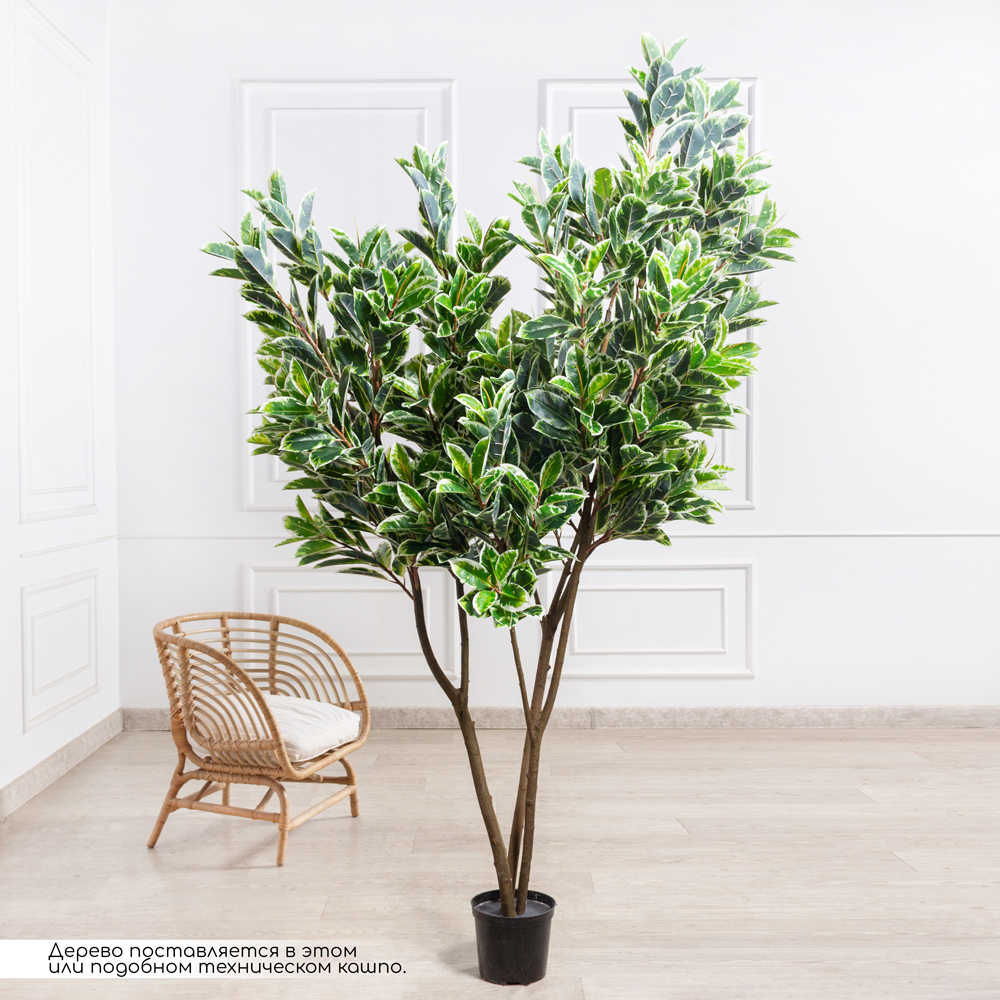 240/К/419(з)(F) Фикус искусственный Эластика Тинеке h240см d 160см, латекс_1