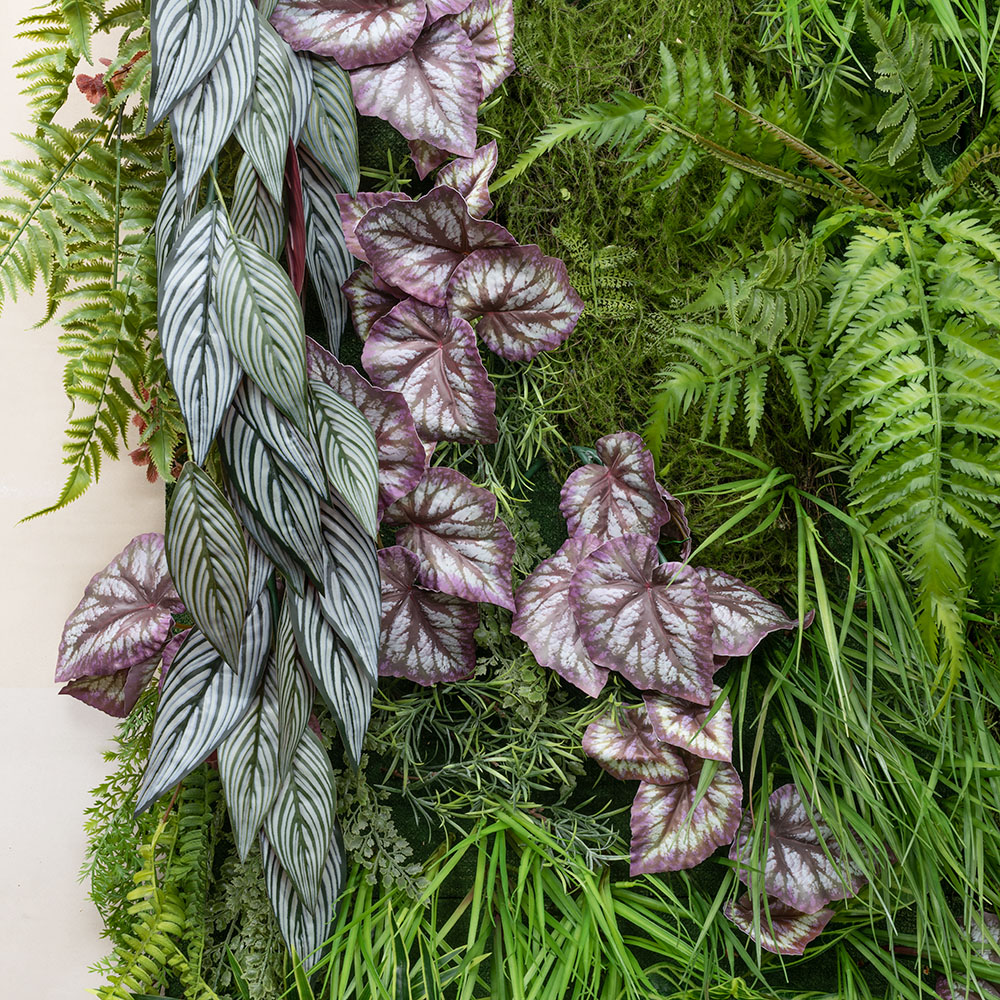 Фитостена 86 с Бегонией_2