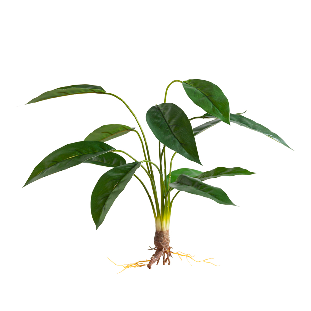 7143/0033-20(F)  Калатея куст с корнями 12 листов h55см, зеленый_1