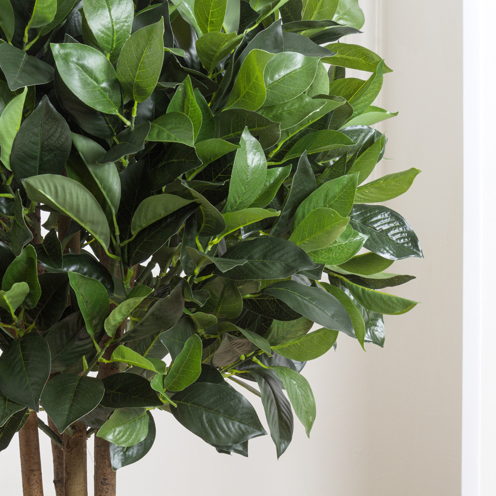 100/Ш/190 Лавр Камфорный h100см(латекс)_5