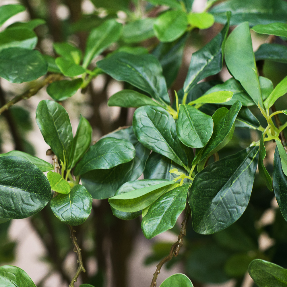 300/ШК-84/1(з.) Шеффлера h-300см на основании_4