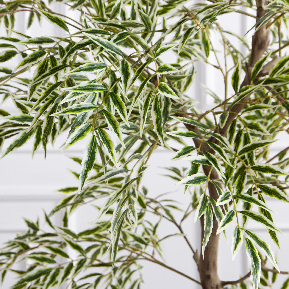 170/РН/АСС/701(Пр)(F) Магония искусственная h170см,зелено-белая,(латекс)_7