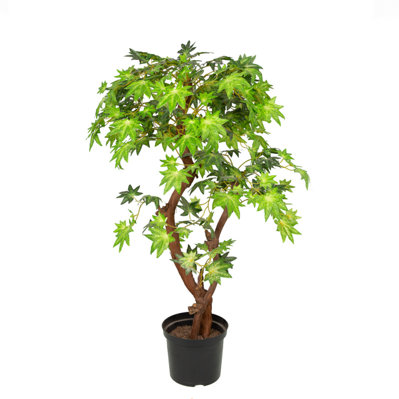 110/2К/ОС/29М Клён h110см