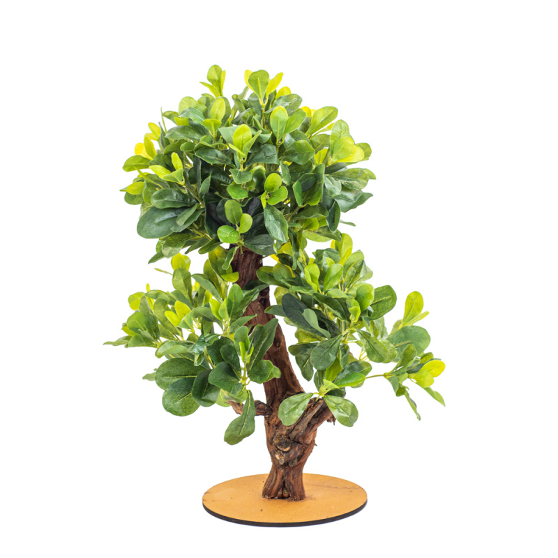 БЛ 50/3К/204-1(з.) Бонсай Питтоспорум h50см(латекс) на круглом основании