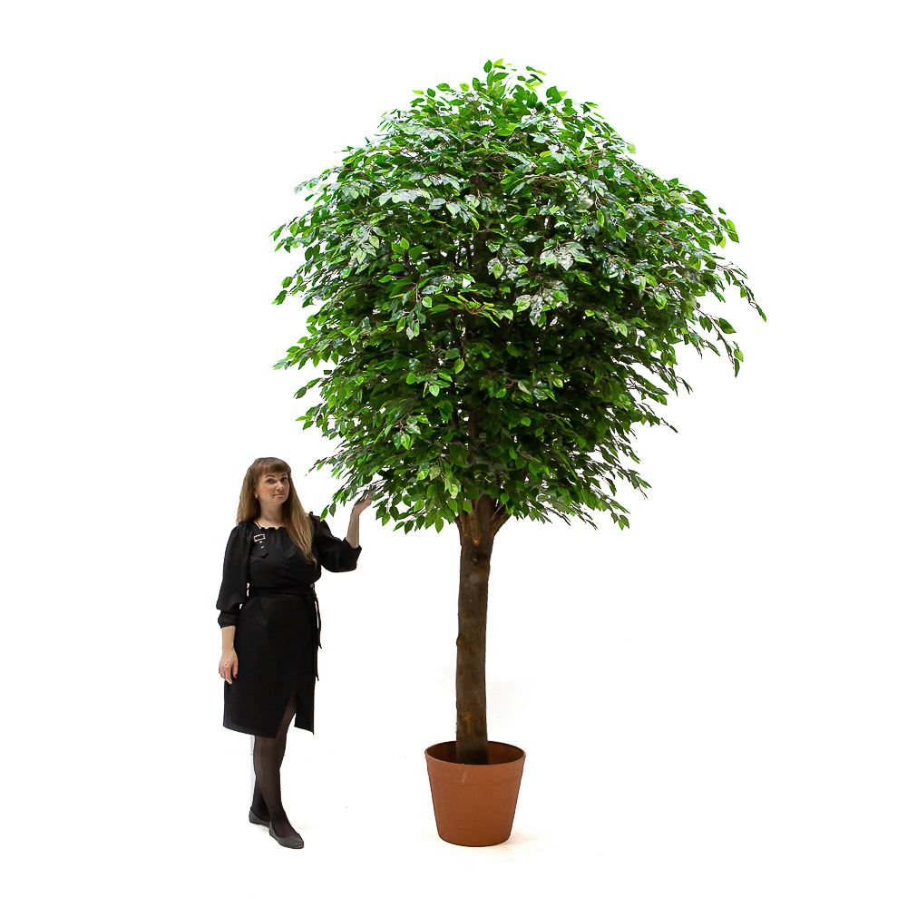 300/РН/34-7(з.) Фикус h300см(латекс) в кашпо d42см_1