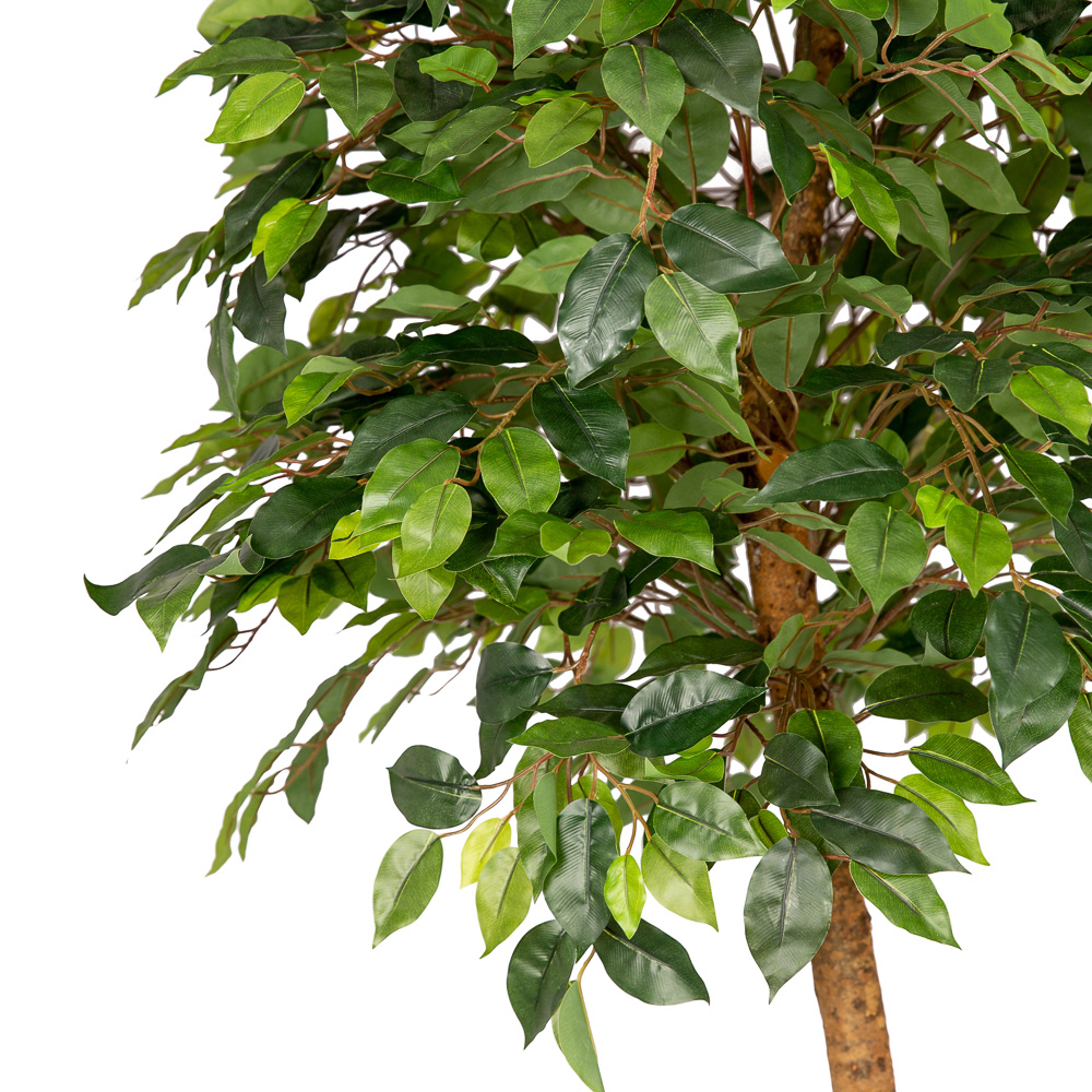 160/34 Фикус (латекс) 160см_2