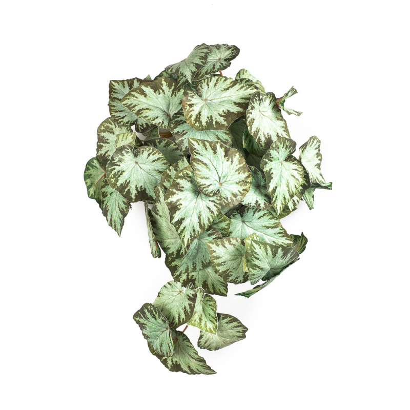 КС72 Бегония ампельная зеленая в кашпо