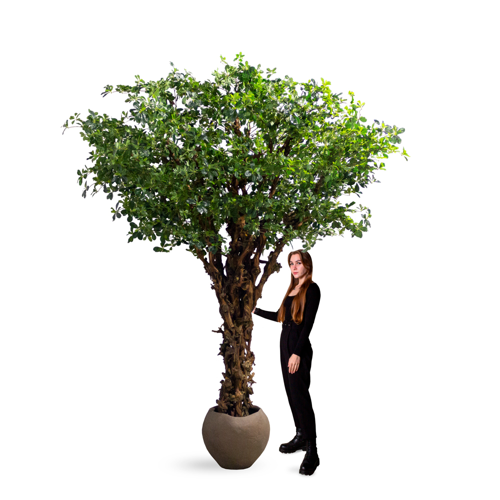 350/ОС/84-1(з)(Пр) Шеффлера искусственная h350см, d250см (латекс) _4