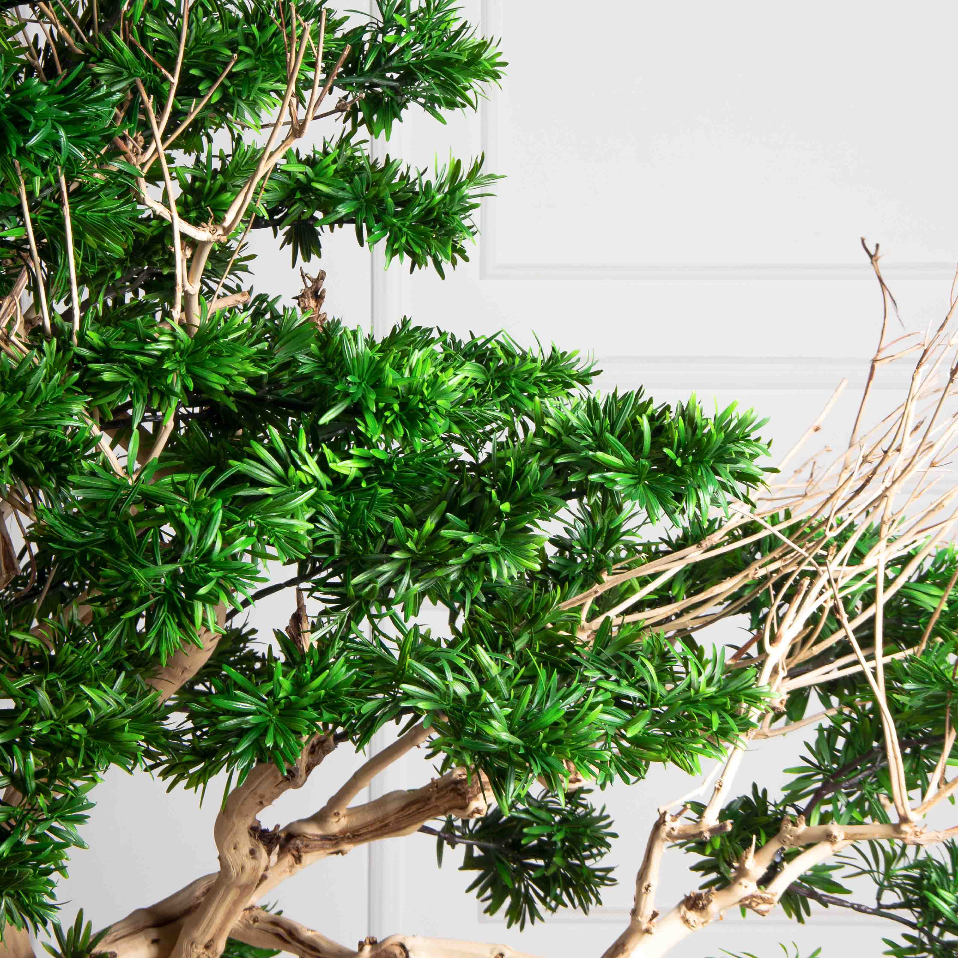 БЛ160/Д3/241(з)(F) Бонсай искусственный Подокарпус h160см d60-100см на основании_5