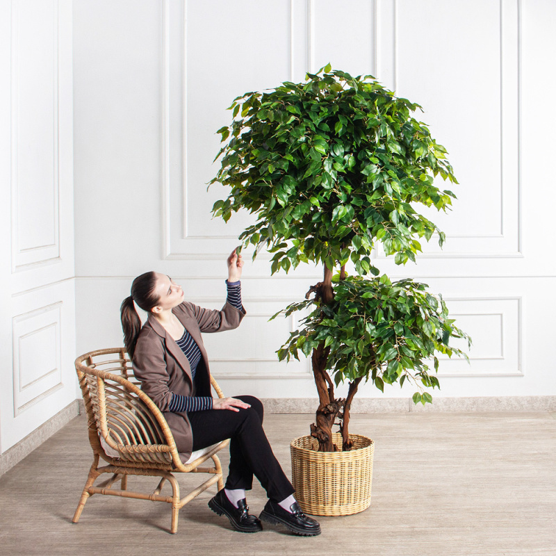 200/2К/ОС/34(з)(F) Фикус искусственный h200см (латекс)_1