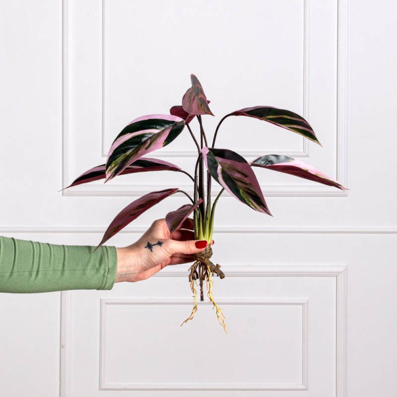 7143/0471-5 Маранта искусственный куст с корнями 9 листов h50см, зелено-розовый_5