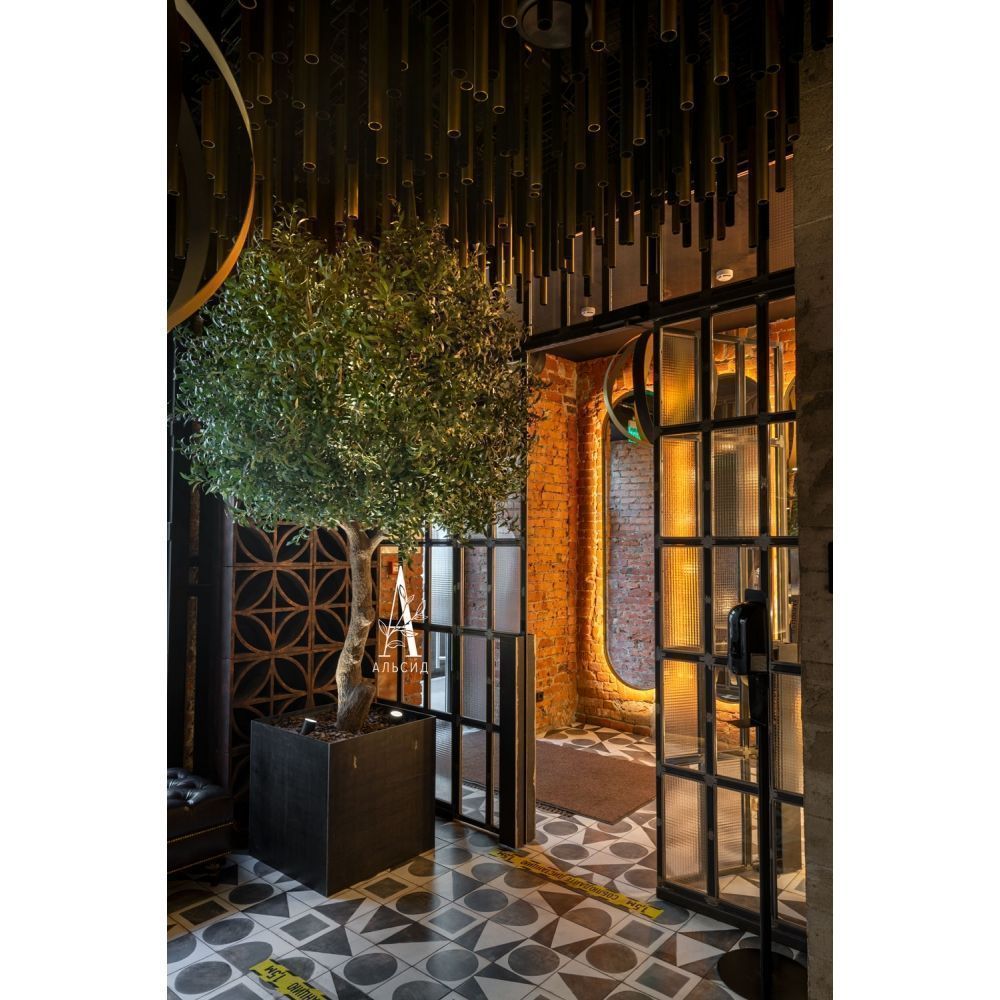 300разб/465 Оливковое дерево Премиум разборное h300см_6