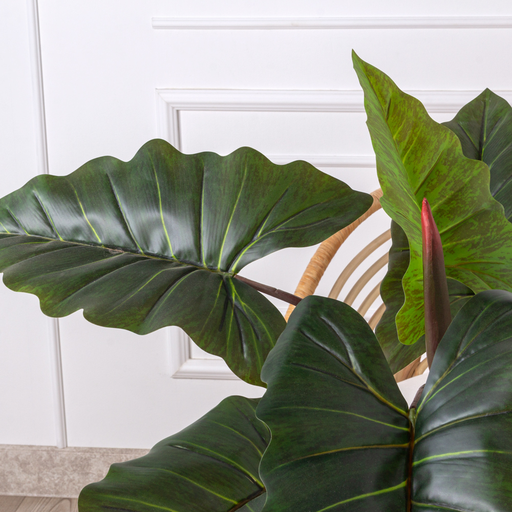 135/К/502(Safari) Алоказия искусственная h135см_6