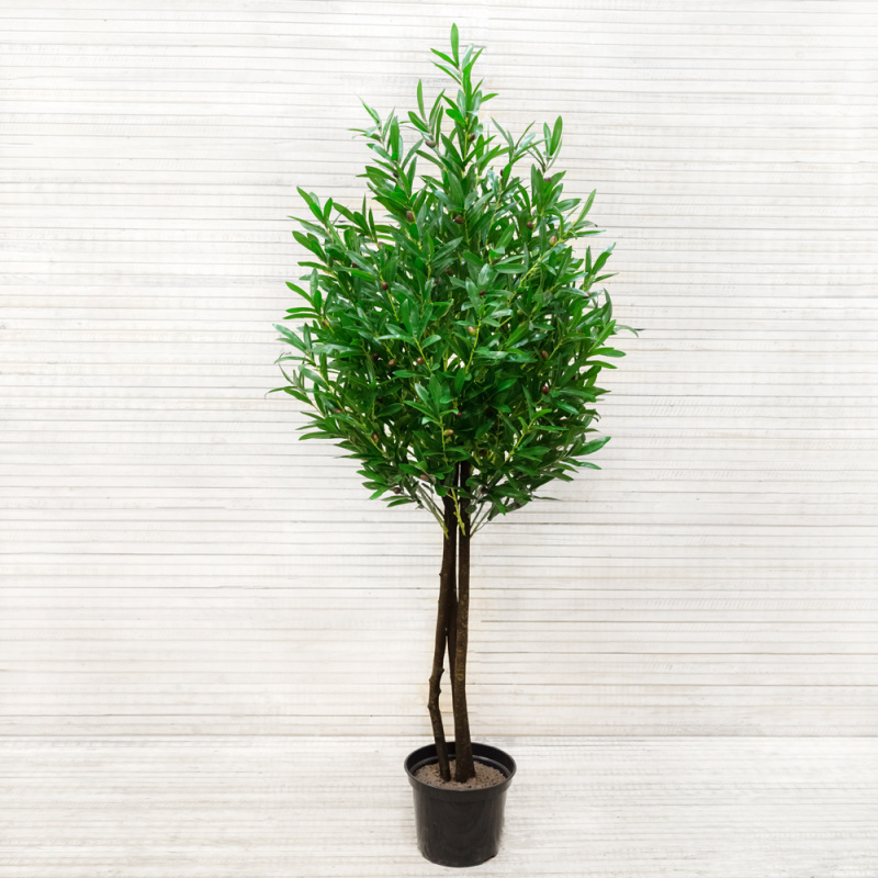 180/175 Оливковое дерево 180см (латекс)