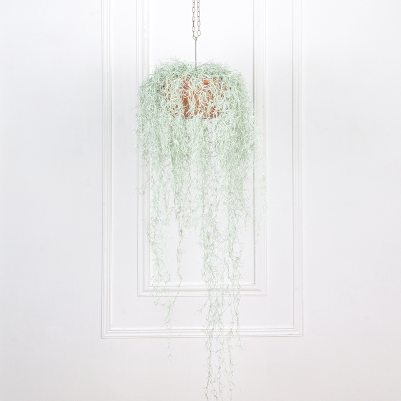 КЗ/17 Тилландсия ампельная в подвесном кашпо d26см (35xh135см)_3