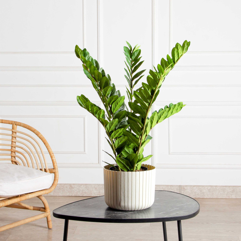 070/К/495(Х)(Fix)(F) Замиокулькас искусственный куст h70см_1