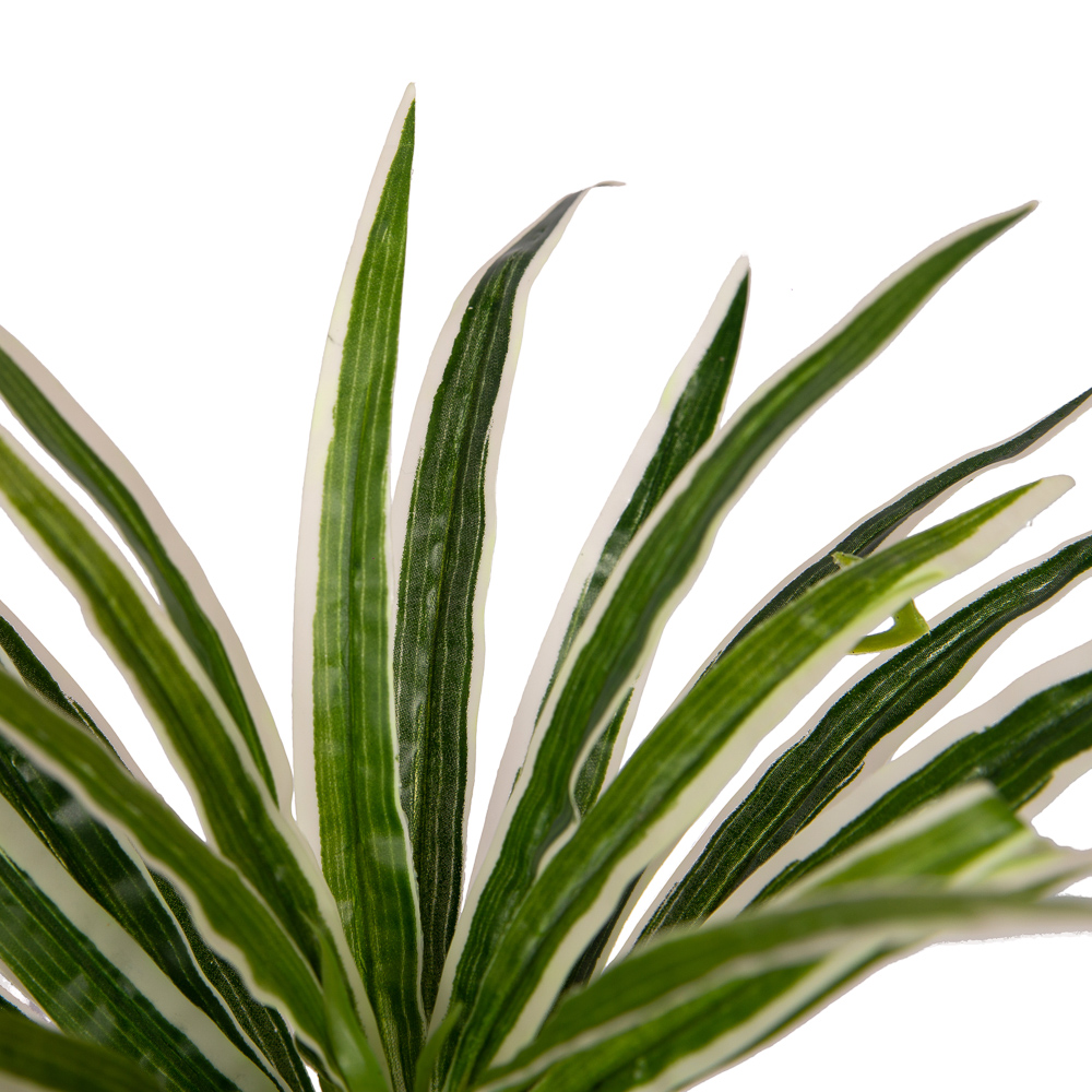 7143/0046-7 Драцена, розетка больш. h=45см (25+20)_2