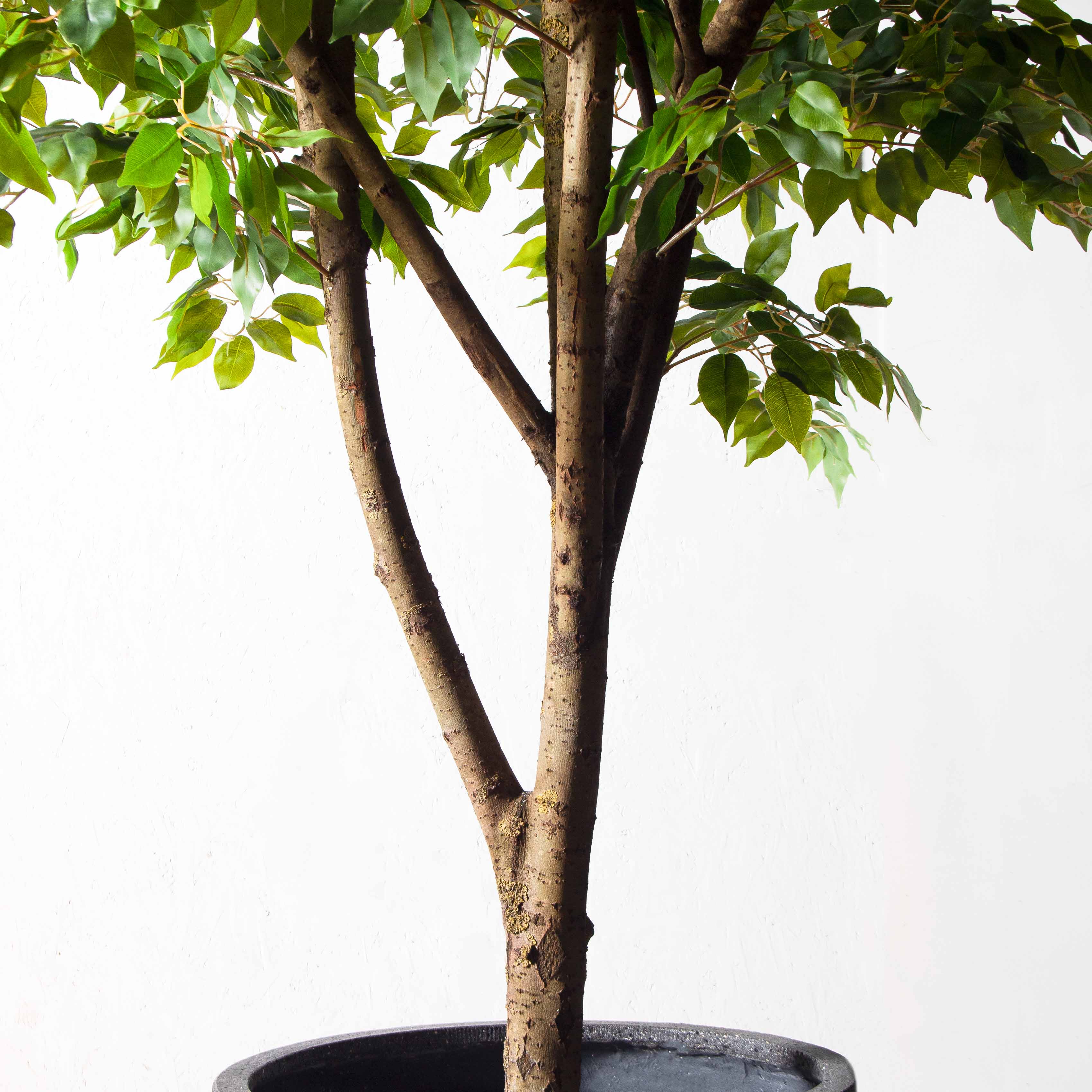 270/РН/34(з)(Пр)(F) Фикус искусственный h270см,d230см, латекс_6