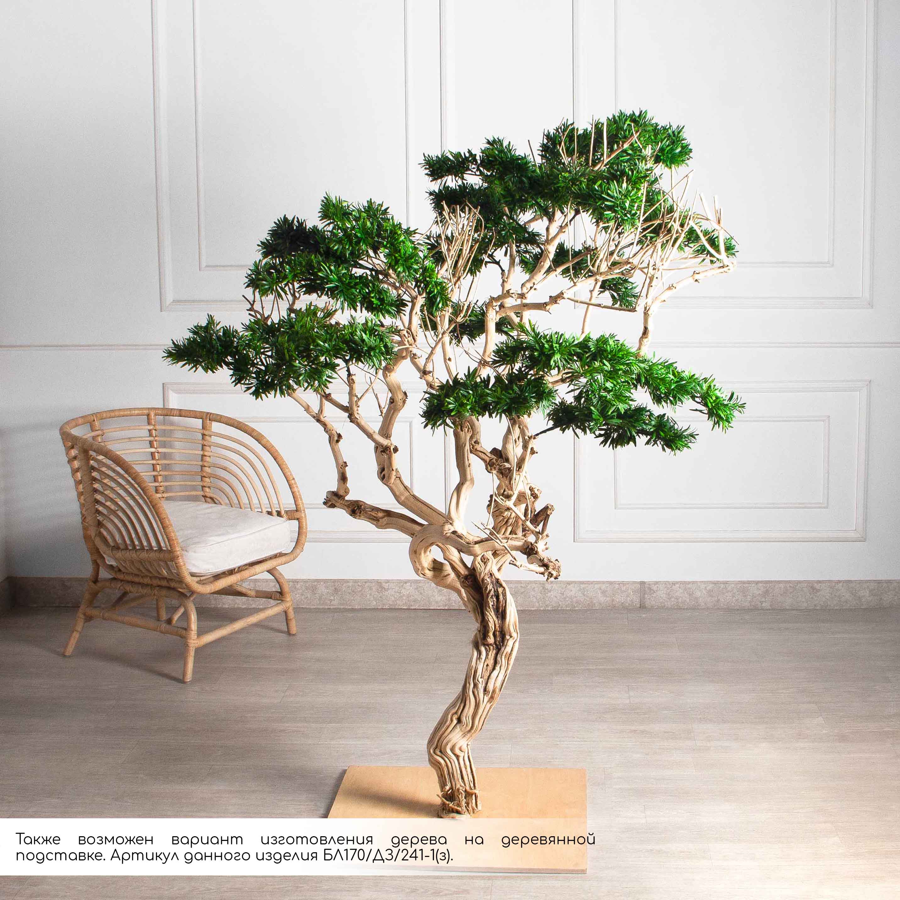БЛ170/Д3/241(Пр)(F) Бонсай искусственный Подокарпус h170см_6