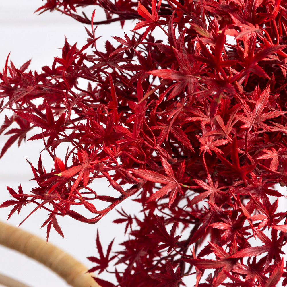 БЛ060/ОС/606-1(Пр) Клен искусственный веерный, мелкий h60см в интерьерном кашпо