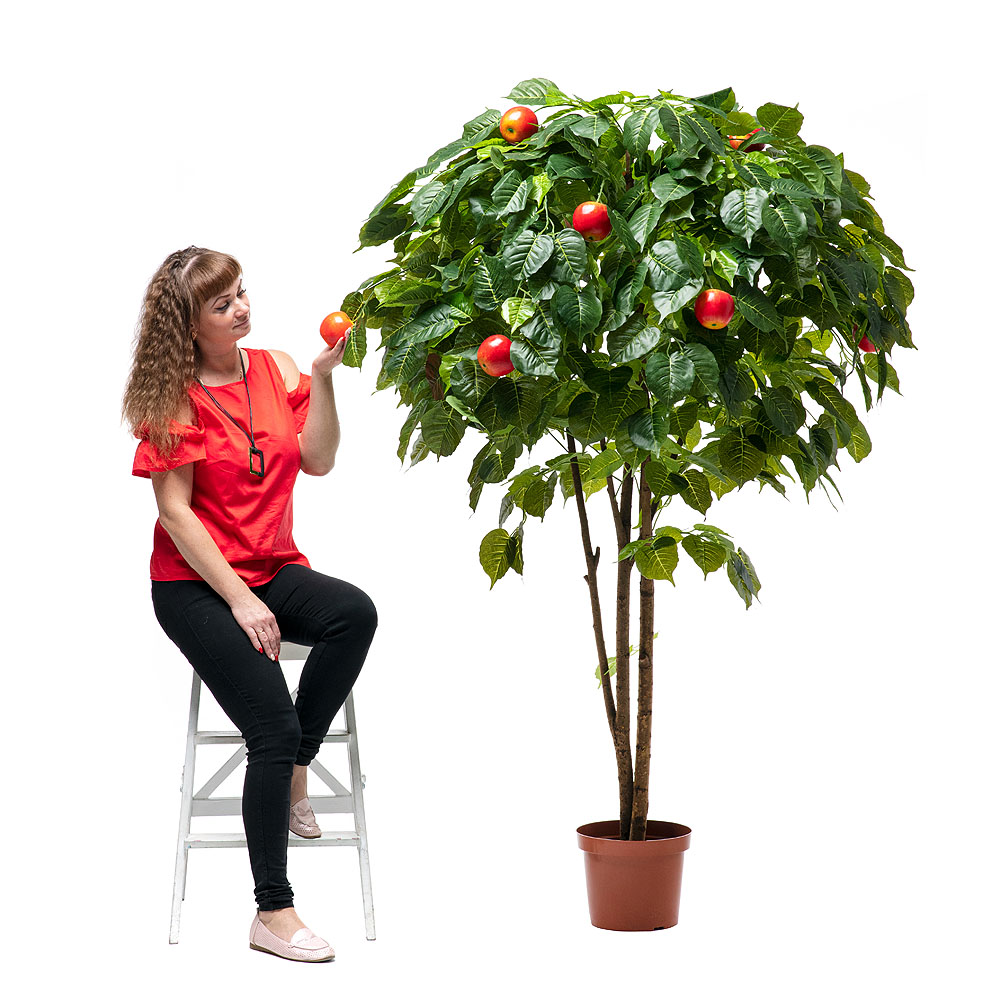 180/РПК/35 Яблоня 180см_3