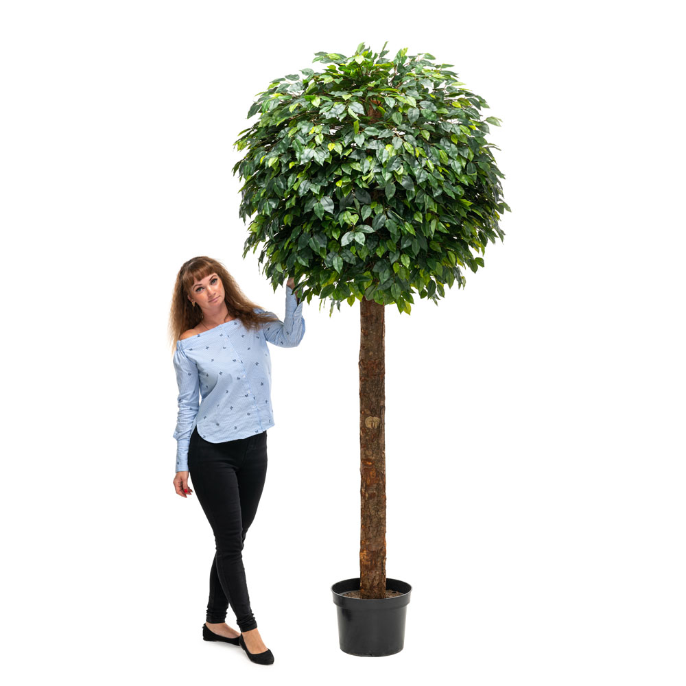 230/Ш/34 Фикус шар (латекс) 230см, ширина кроны 1м_3