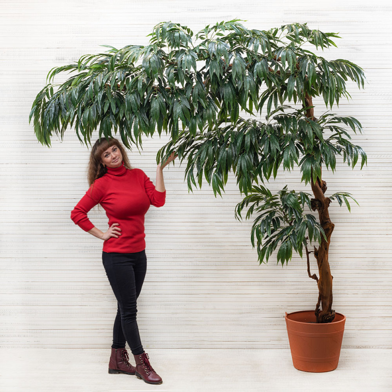 230/3Я/ОС/219(з.) Лонгифолия (h-230см;крона=210см)