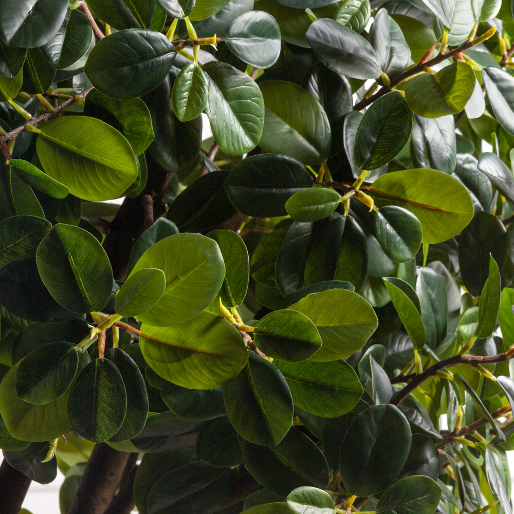 180/РН/527(F) Фикус искусственный Грин Исланд h180см _2