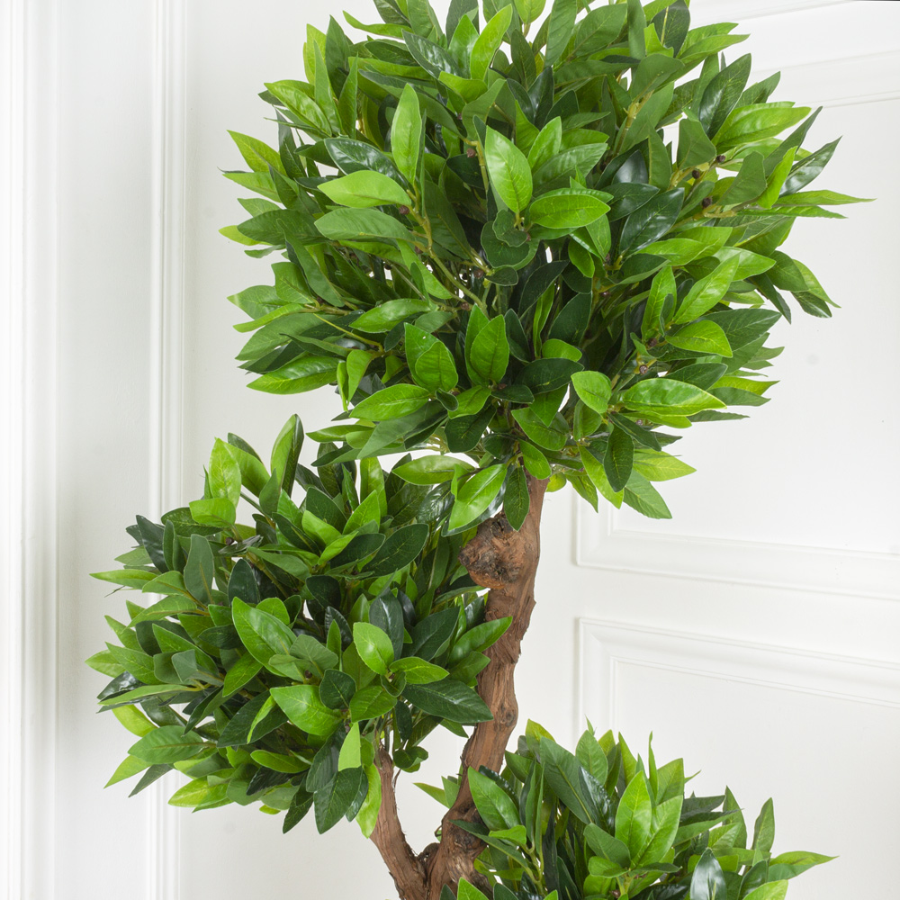 160/4К/ОС/190 Камфорный лавр h160см(латекс) _5