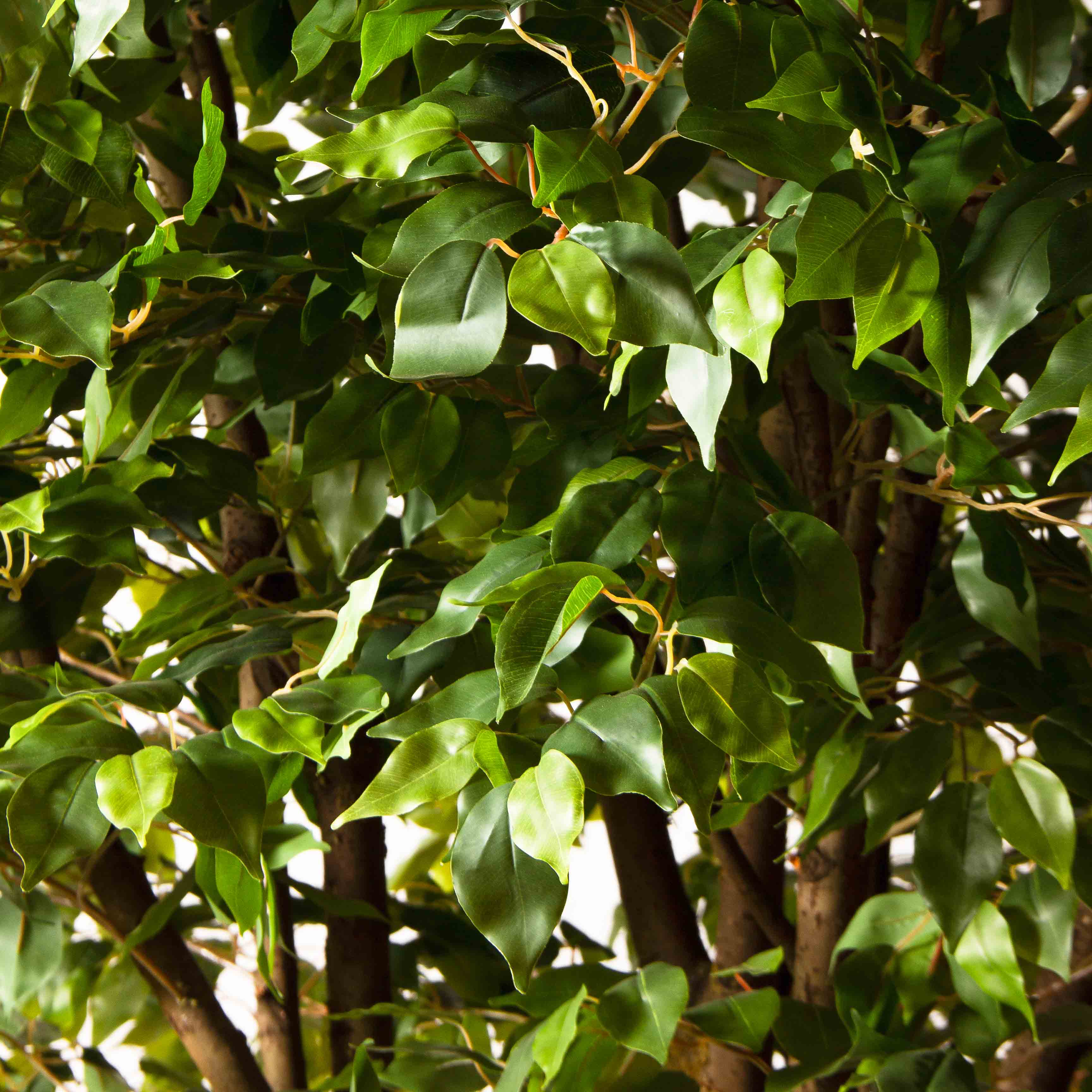 270/РН/34(з)(Пр)(F) Фикус искусственный h270см,d230см, латекс_5