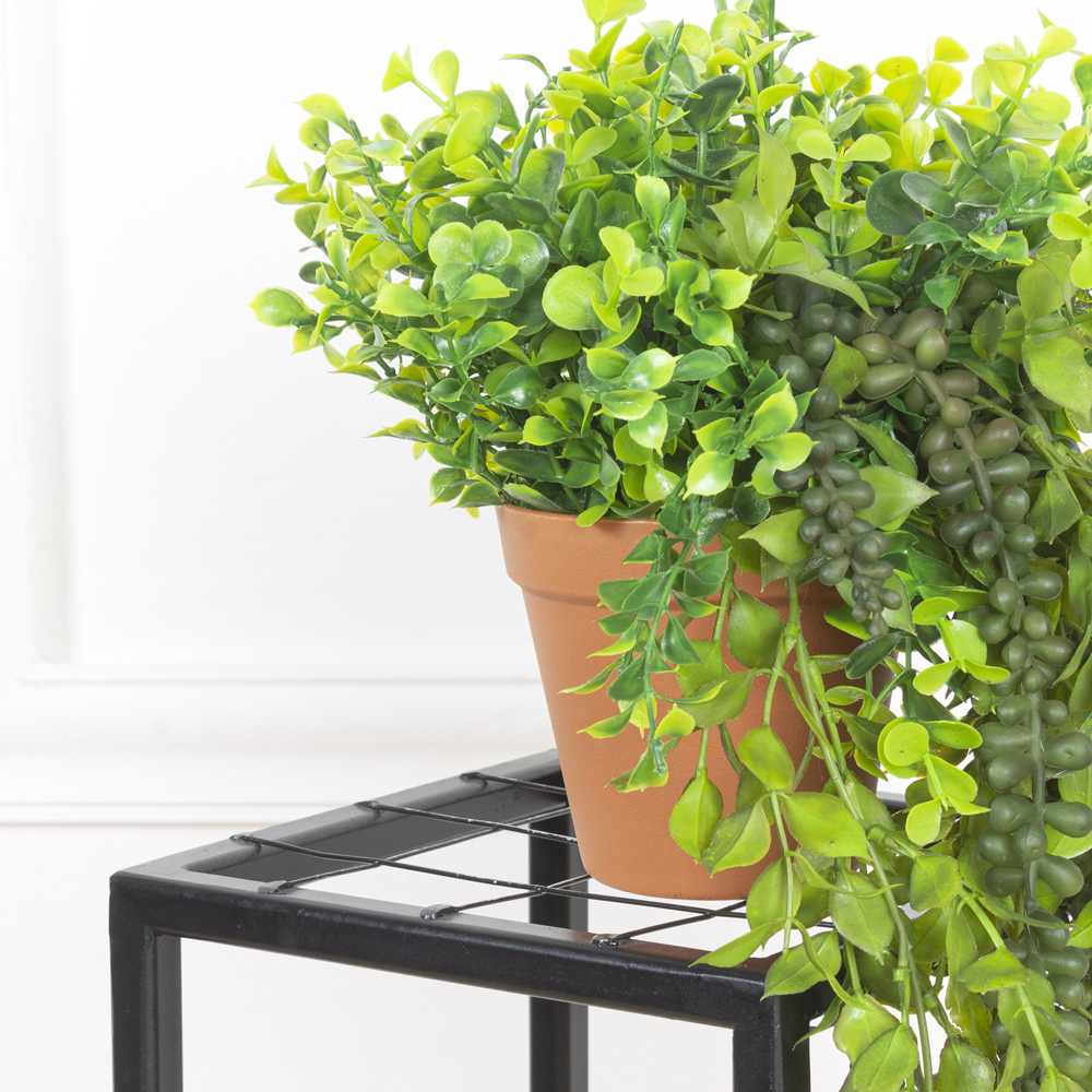 КЗ/03-5(з.) Самшит с ампельными суккулентами h15см в горшке d11см_7