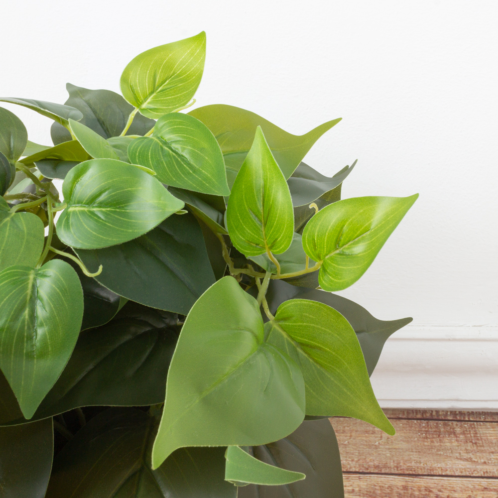 ЦС30/67 Сциндапсус h23см (латекс) в горшке d11см_5