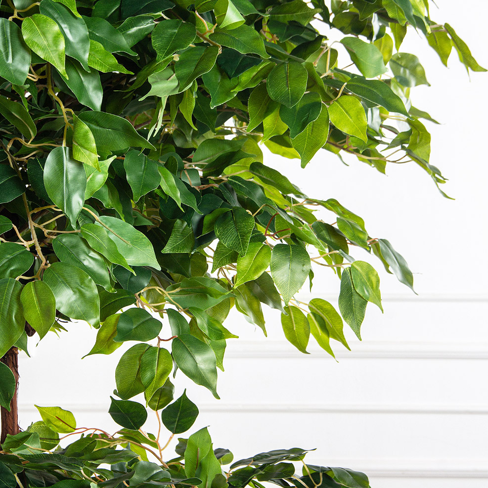 200/2К/ОС/34(з)(F) Фикус искусственный h200см (латекс)_3