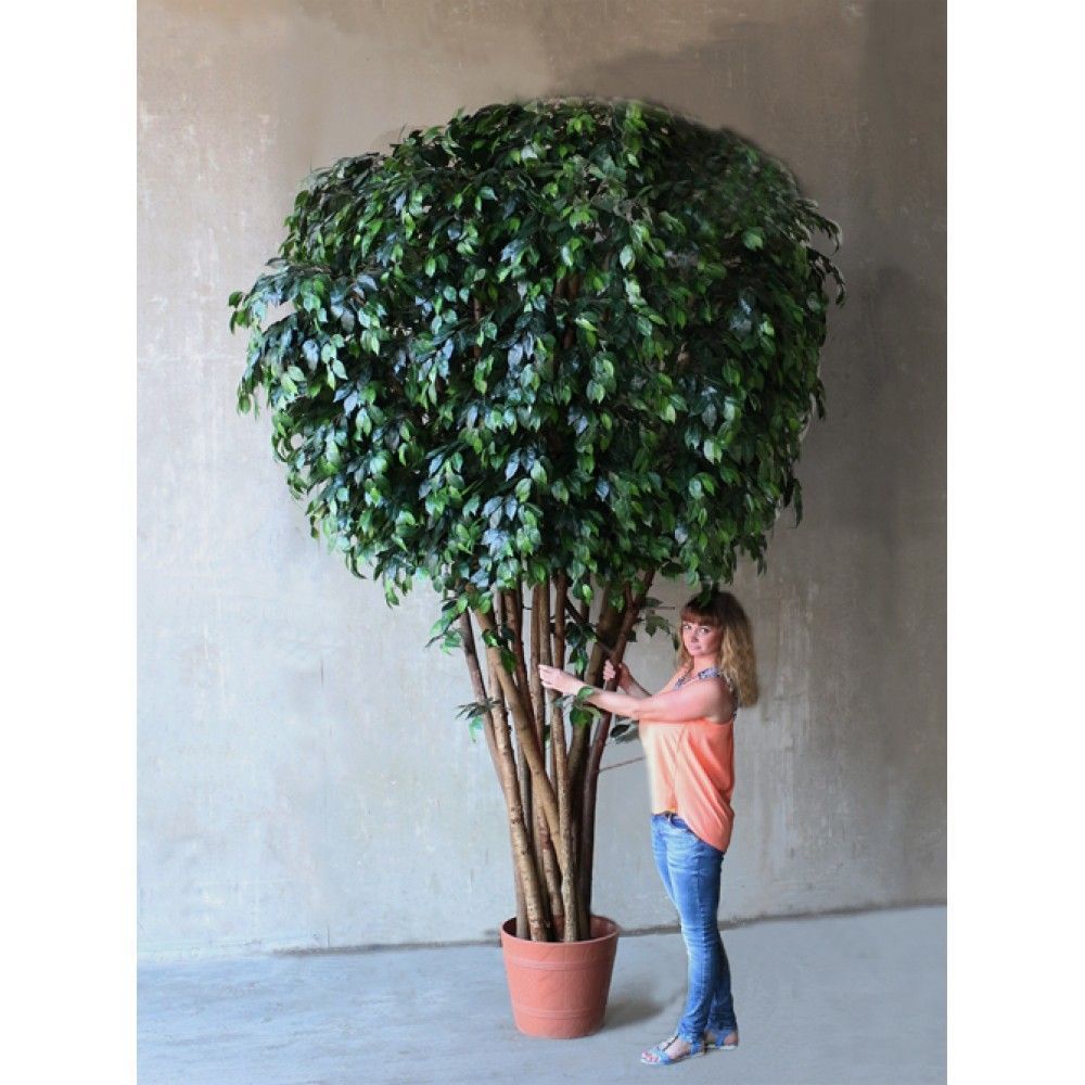 350/РН/34 (з.) Фикус 350см