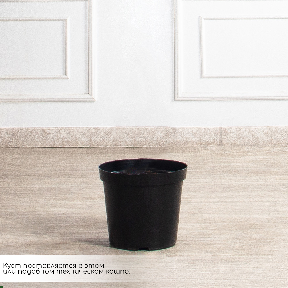 170/К/408(Пр) Каладиум искусственный куст 170см, розовый (плотный силикон)_5