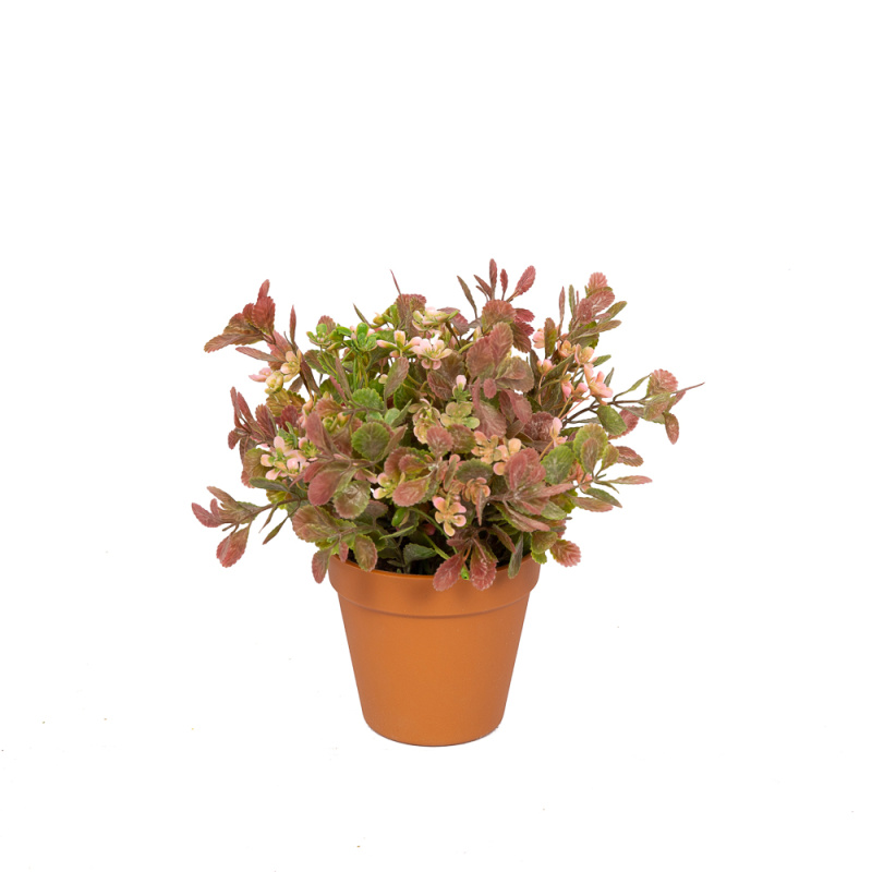 ЦС25/201 Зелень цветущ.