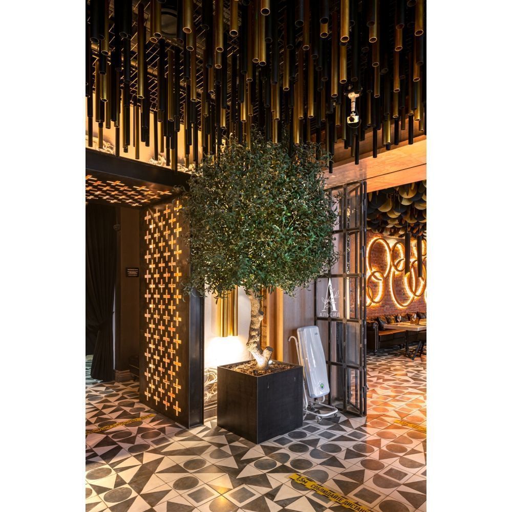 300разб/465 Оливковое дерево Премиум разборное h300см_5