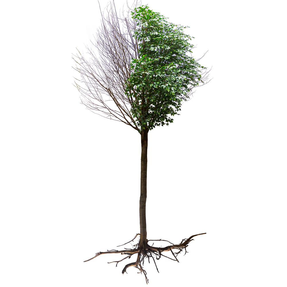 600Разб/РН/34(з.) Фикус искусственный h600см