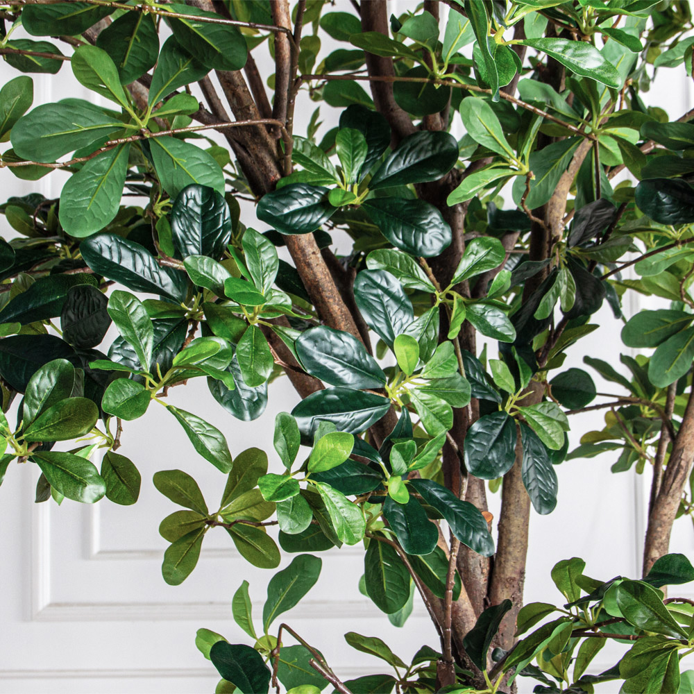 250/РН/АСС/84-1(з)(Пр)(F) Шеффлера искусственная h250см (латекс)_6