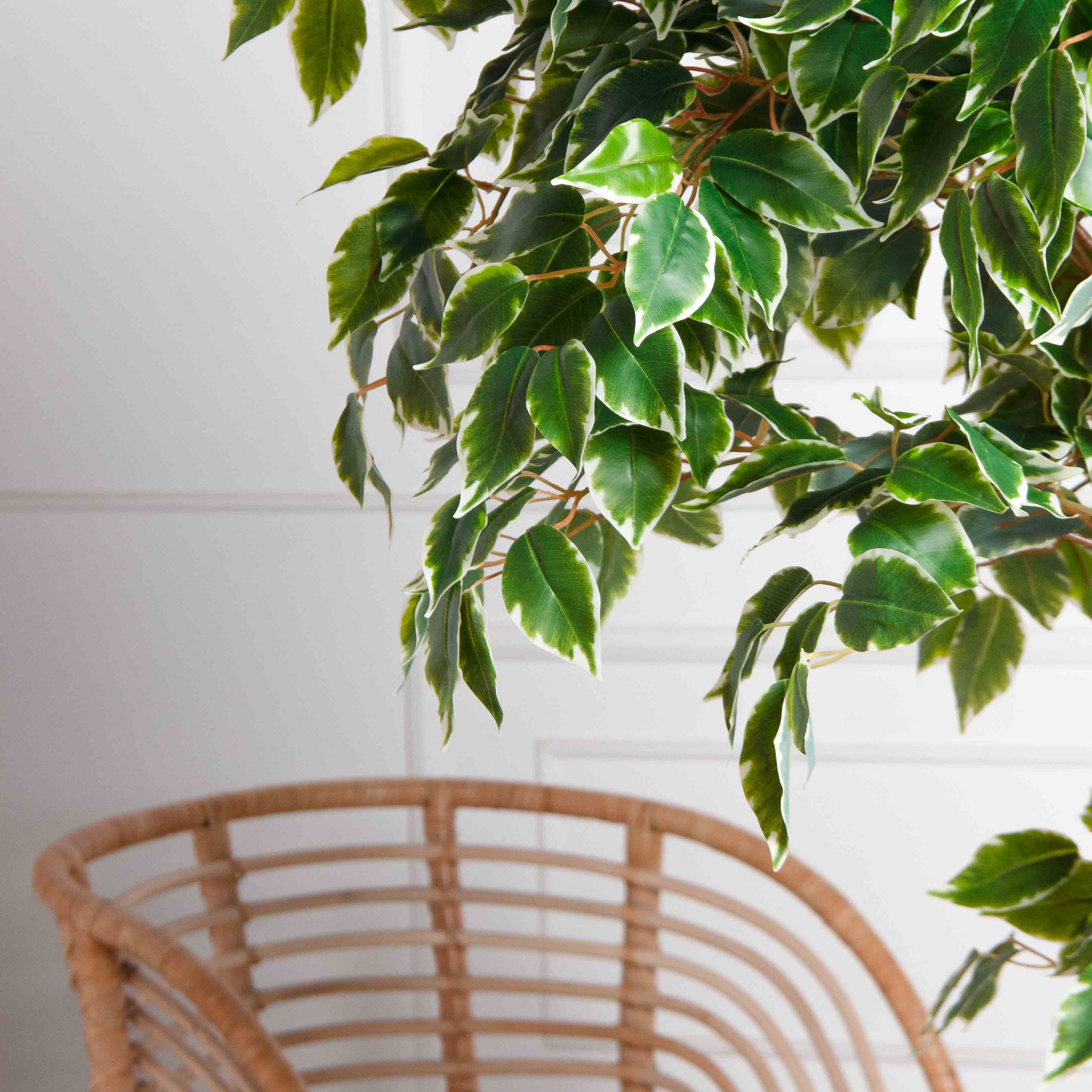 160/2К/17(Пр)(F) Фикус Бенджамина искусственный h160см (латекс)_3