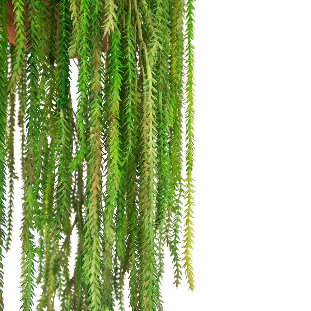 КЗ 16 Крассула мшистая ампельная в подвесном кашпо d-26см (45xh95см)_2