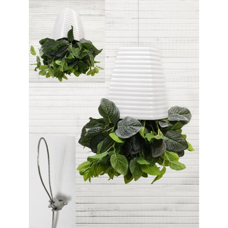 СП02 Sky Planter Фиттония h-18 в кашпо (17х17х21см