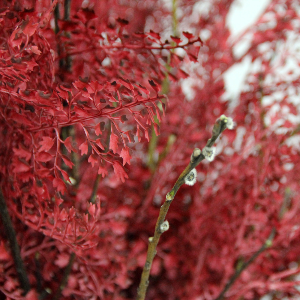 70/РН/488(з.) Альбиция искусственная интерьерная h70см, бордовая_4