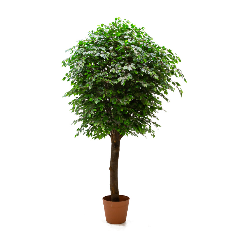 300/РН/34-7(з.) Фикус h300см(латекс) в кашпо d42см