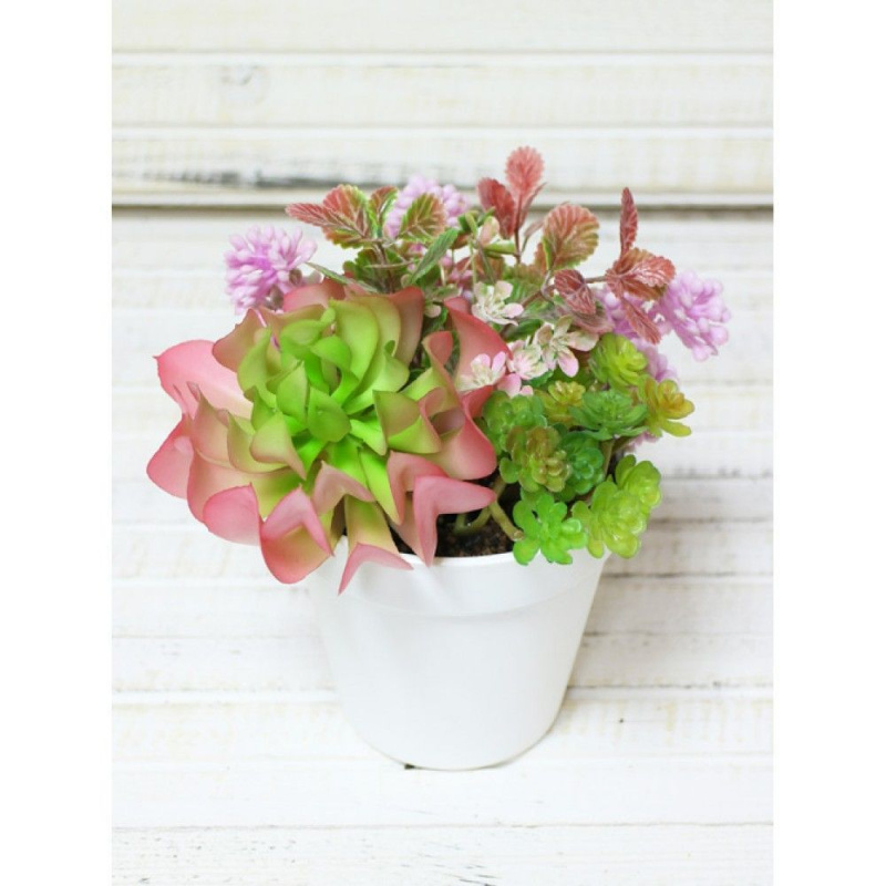 СКК04-1 Суккуленты