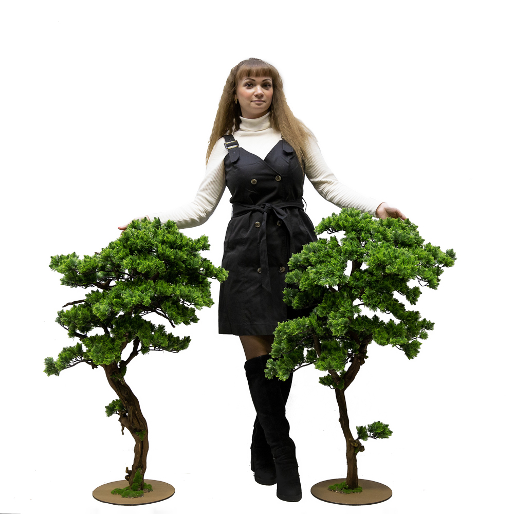 БС100/ОС/30-1(з.) Бонсай Сосна h100см на основании _4