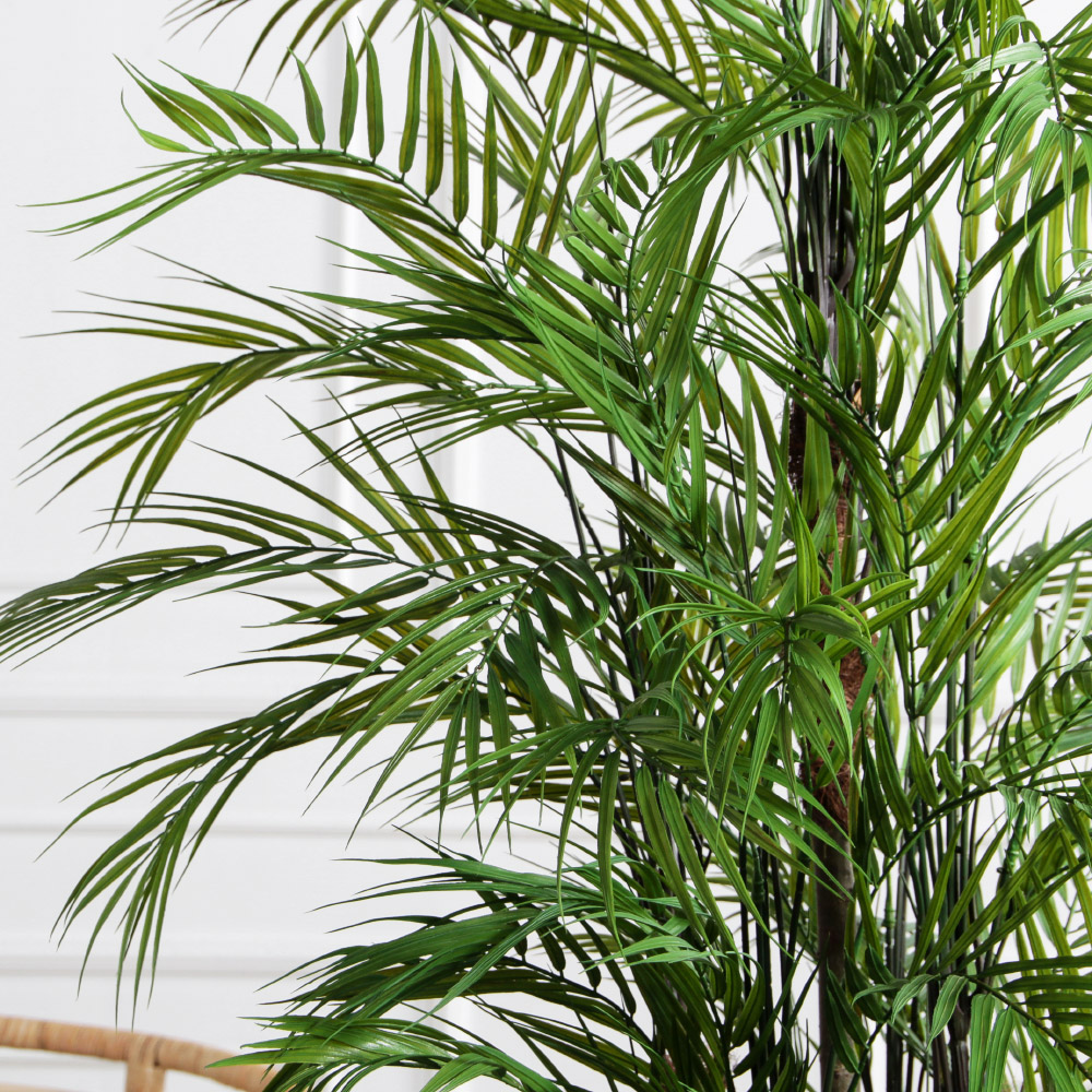 ПК200/5С/359(з)(Пр)(F) Пальма кустовая h200см_4