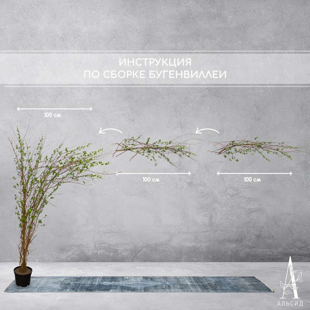 270/РН/46М(з.) Бугенвилле́я искусственная, h270см_4