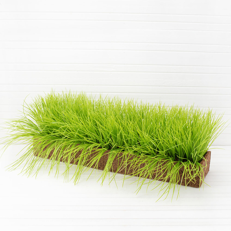 ТД058-9(з.) Осока  h-20см в кокос.боксе(67х16х8)