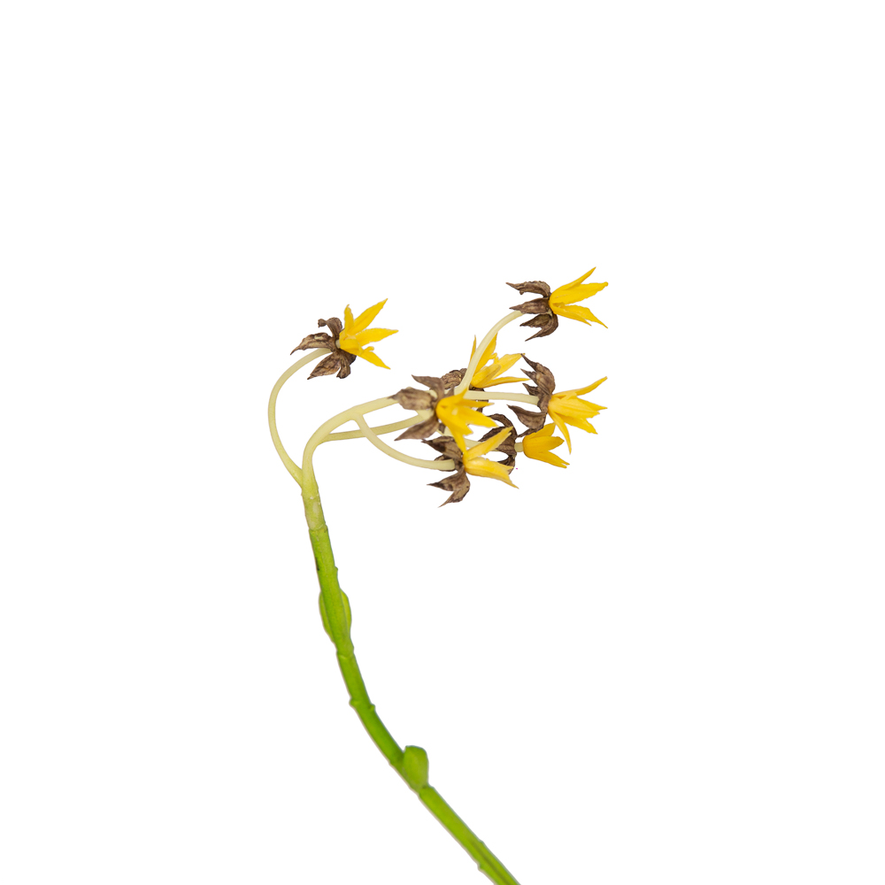 f8729ee8-72a0-454b-8e3f-63c4b29b152c-1000x1000-1001x1001